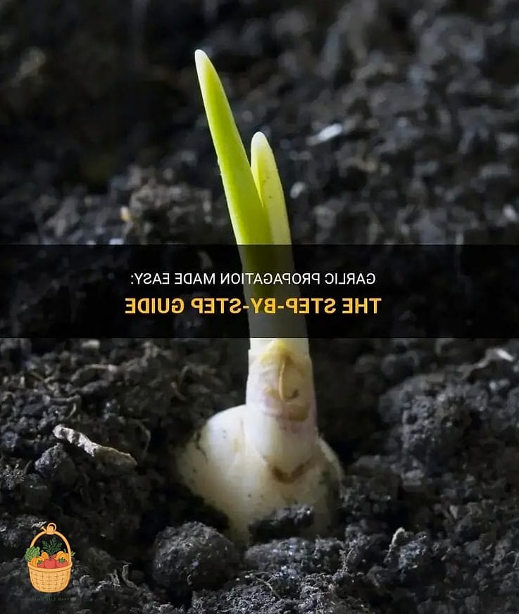 Propagate Garlic — Tips and Tricks That Actually Work 5 Preparing the Soil for Success