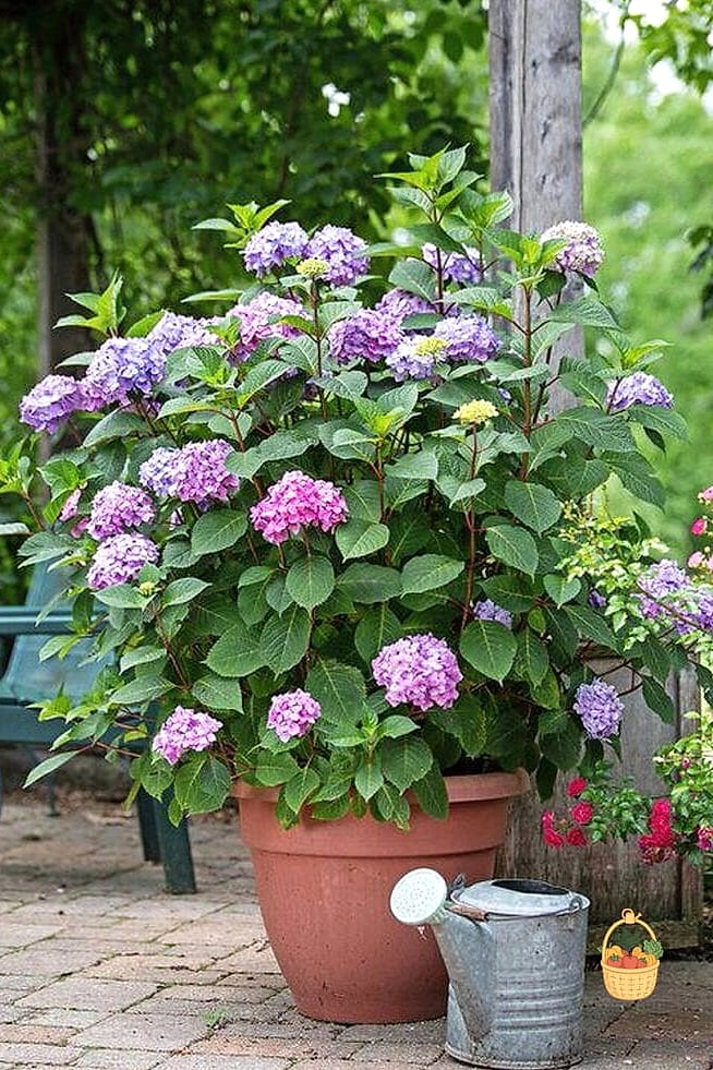 20 Stunning Container Hydrangeas Every Gardener Needs to Know About 20 Preziosa