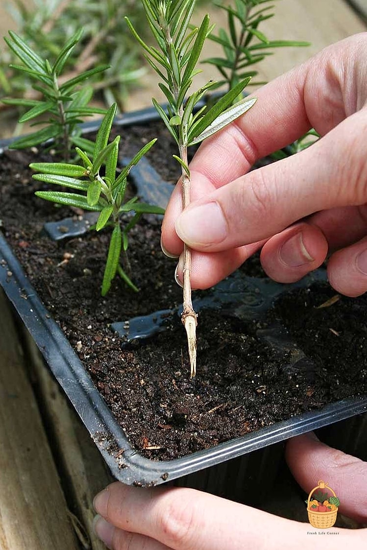 28 Ways To Use Rosemary Every Gardener Needs to Know About 30 Propagating for More Plants (and Gifts)