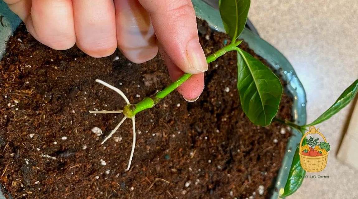 Propagation Tips