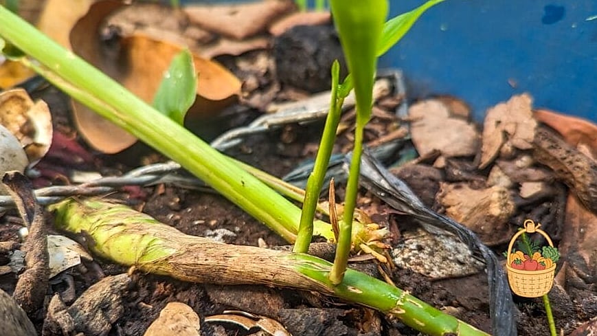 Propagation Tips