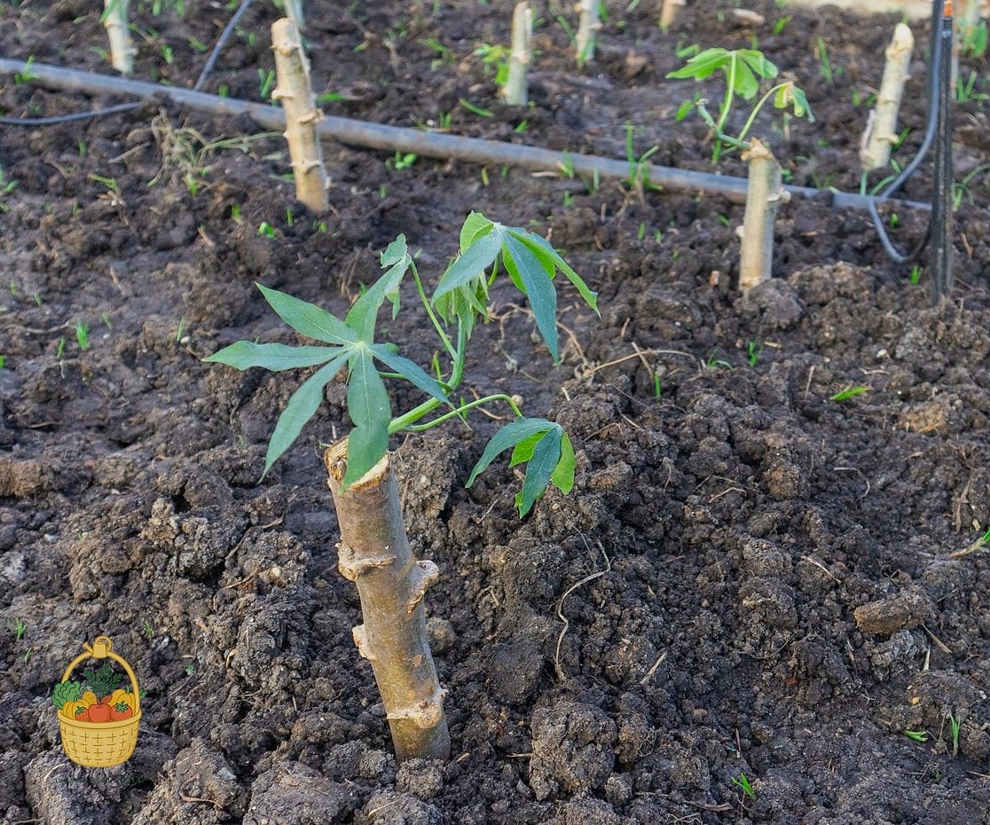 How To Grow Cassava — Your Step-by-Step Guide to Success 8 Propagation Tips