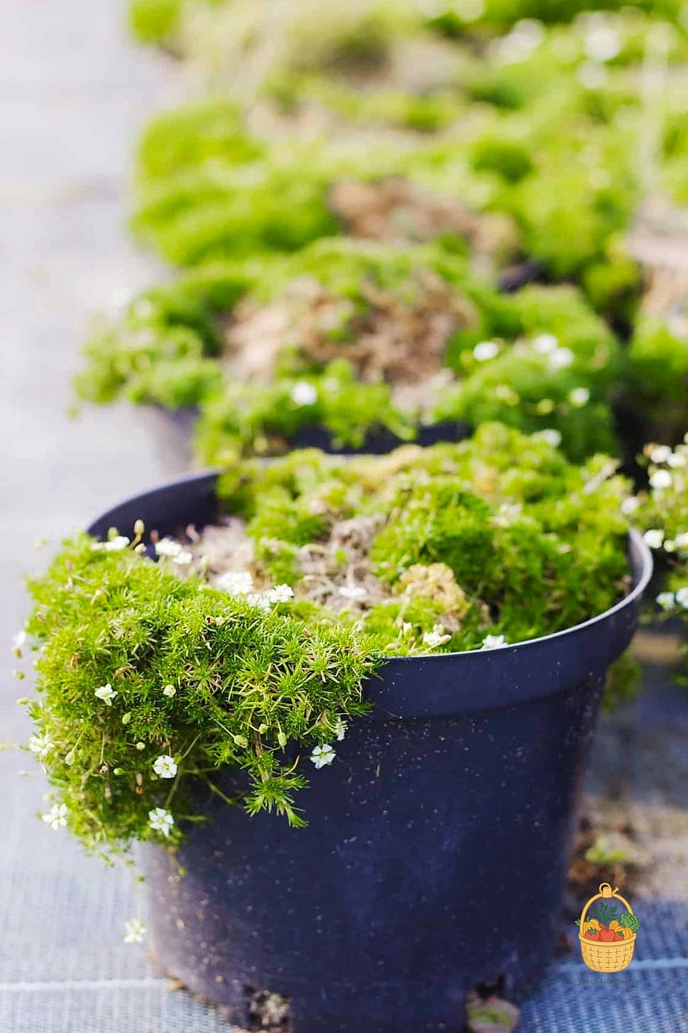 Propagation Tips