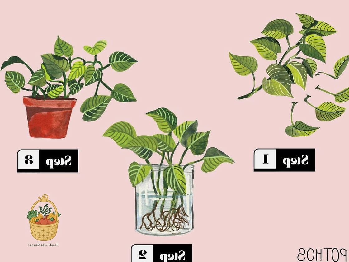 How To Grow & Care For Four Oclock Flowers — Tips and Tricks That Actually Work 8 Propagation Tips
