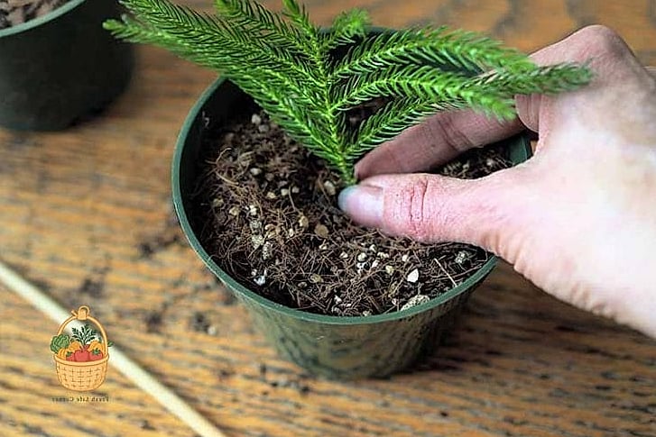Propagation Tips