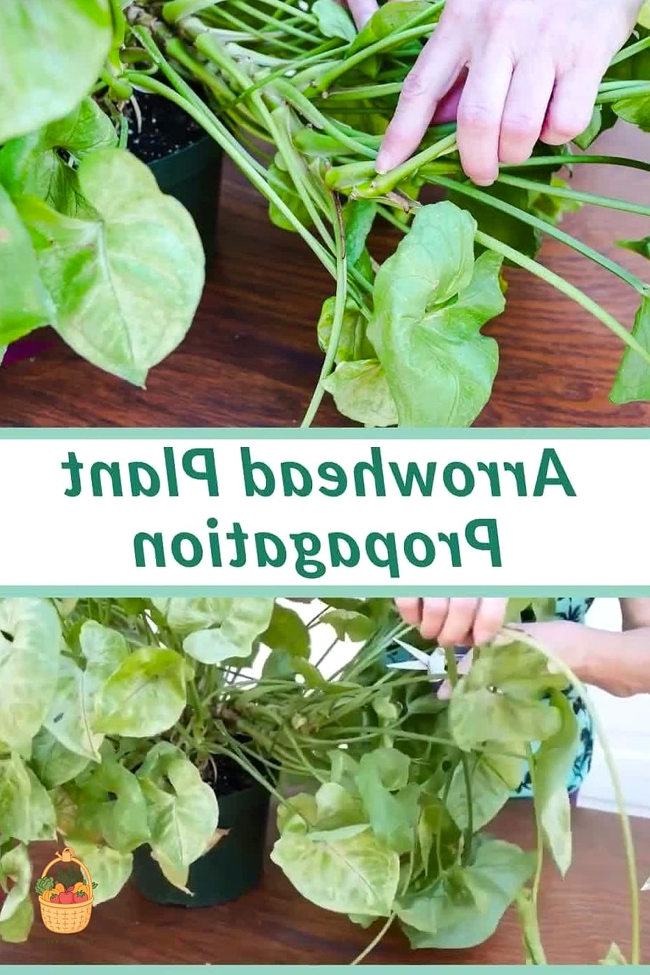Propagation Tips