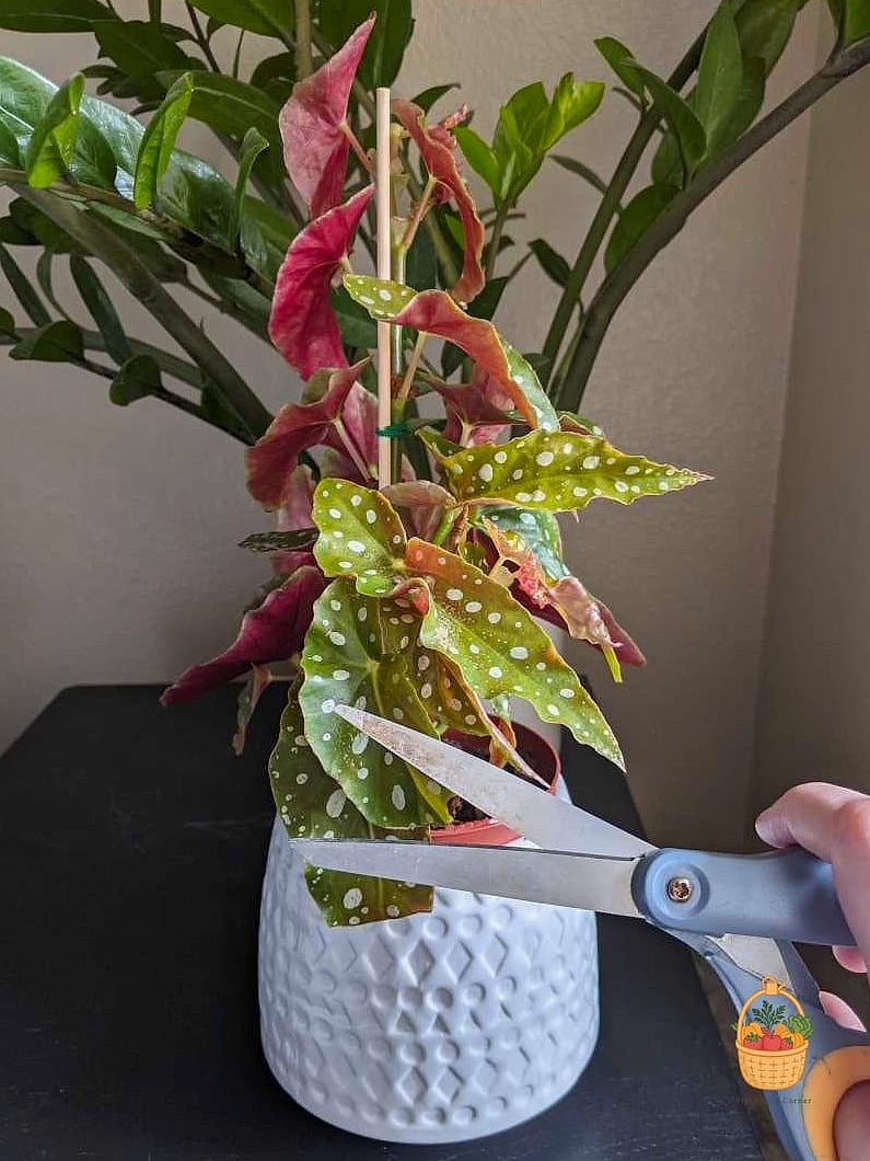 Propagation Tips
