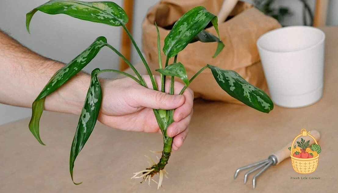 Propagation Tips