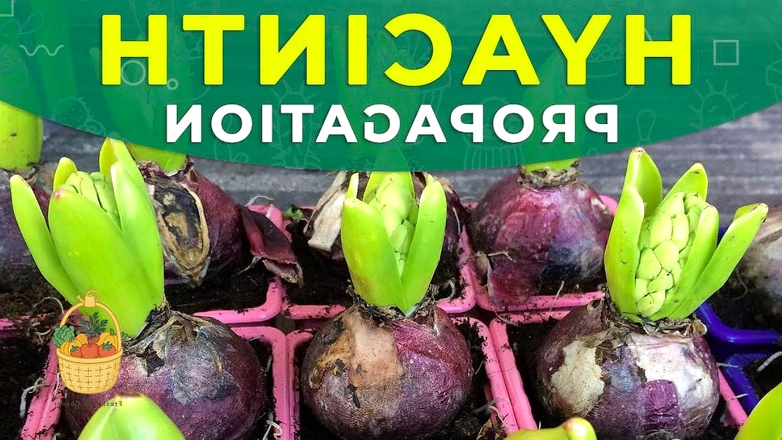 How To Grow & Care For Hyacinth — Your Step-by-Step Guide to Success 8 Propagation Tips