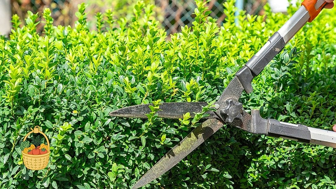 Prune with Purpose, Not Habit