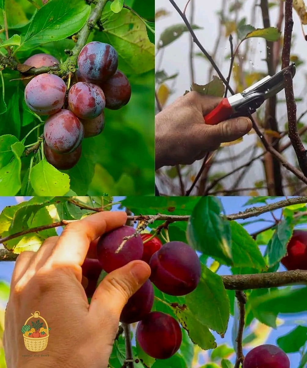 Pruning Tips for Shape and Fruit Production