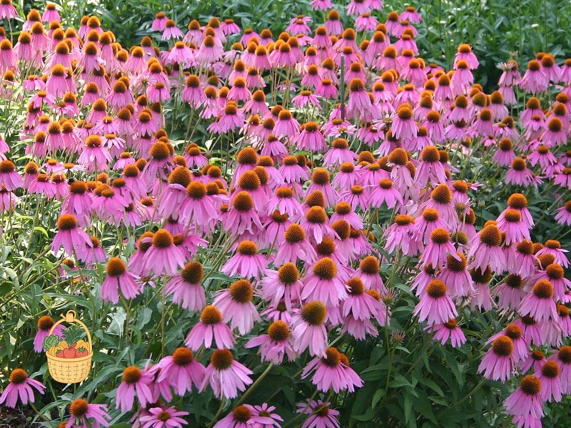 20 Full Sun Perennials That Will Transform Your Garden 17 Purple Coneflower's Cousin: Rattlesnake Master (Eryngium yuccifolium)