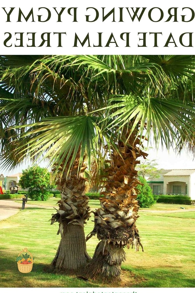 30 Low Maintenance Palm Trees That Are Going Viral on Pinterest 9 Pygmy Date Palm