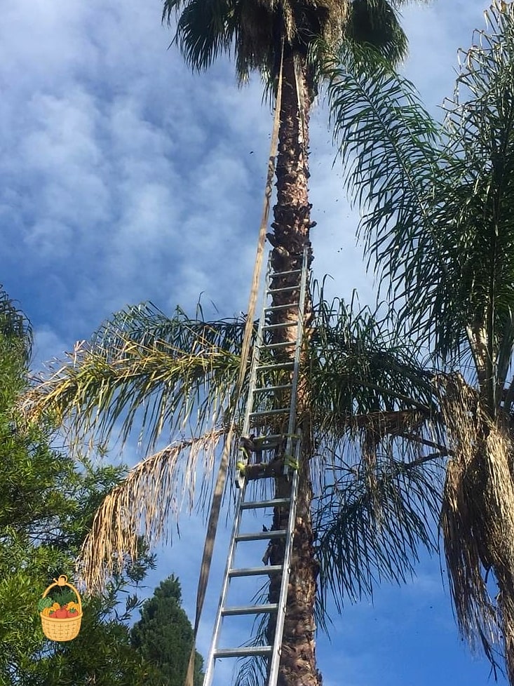 30 Low Maintenance Palm Trees That Are Going Viral on Pinterest 14 Queen Palm