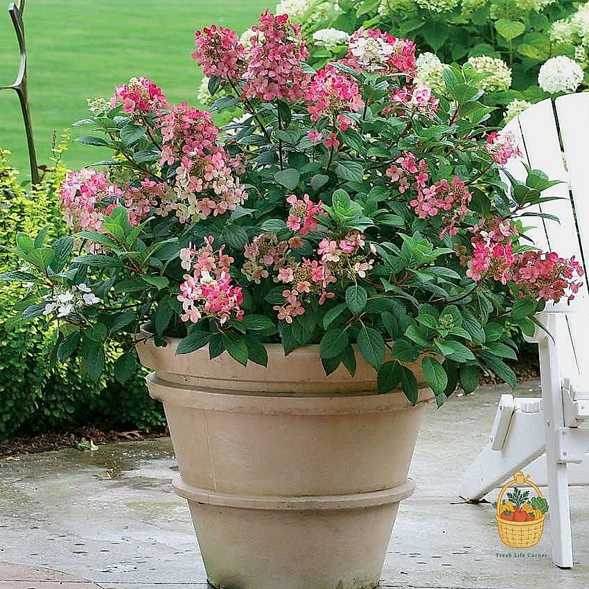 20 Stunning Container Hydrangeas Every Gardener Needs to Know About 13 Quick Fire