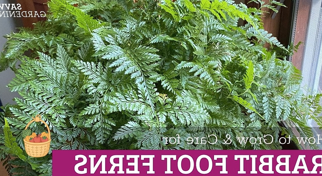 24 Types Of Ferns That Will Transform Your Garden 15 Rabbit's Foot Fern