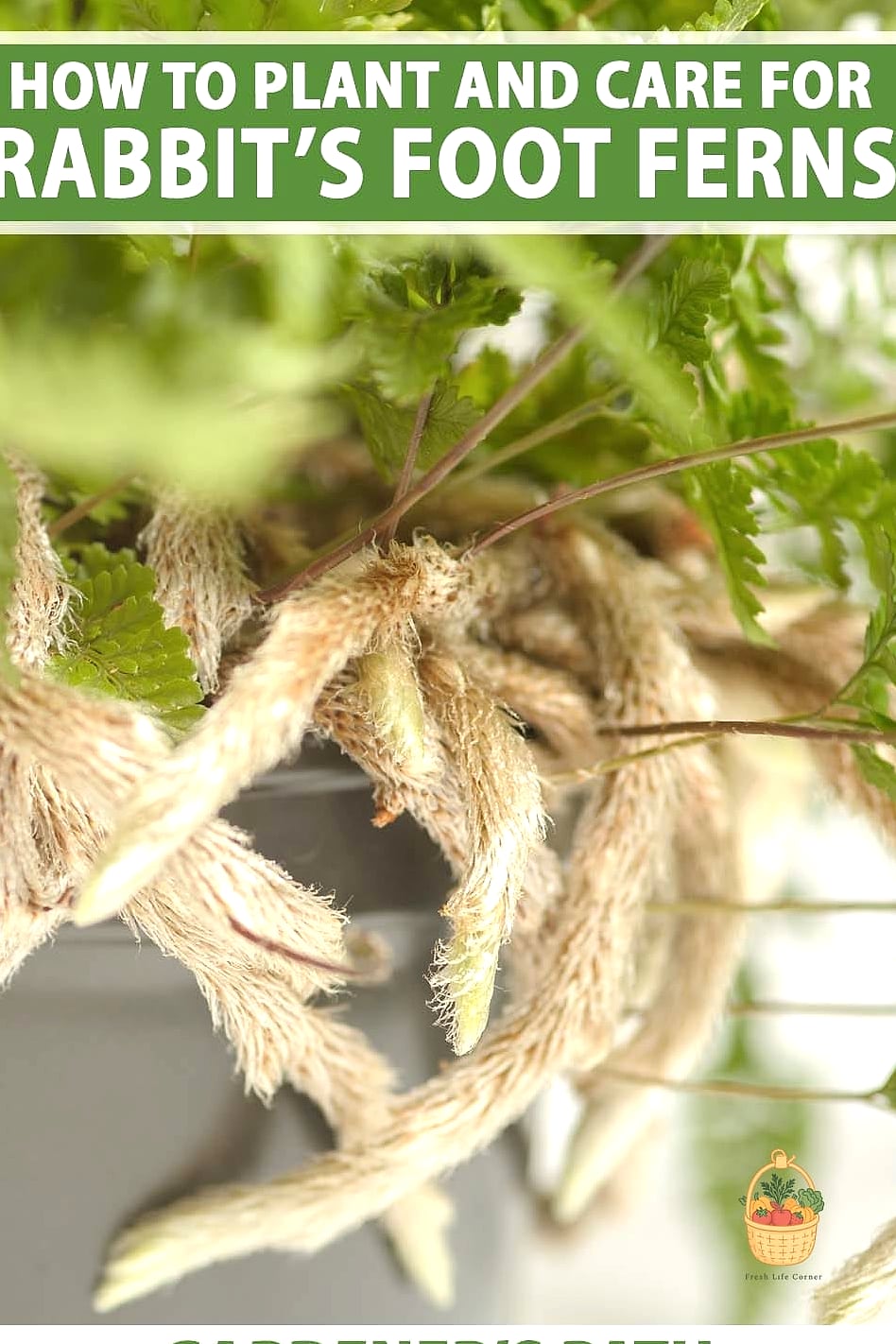 21 Not Kill Your Indoor Ferns Worth Pinning Right Now 7 Rabbit's Foot Fern