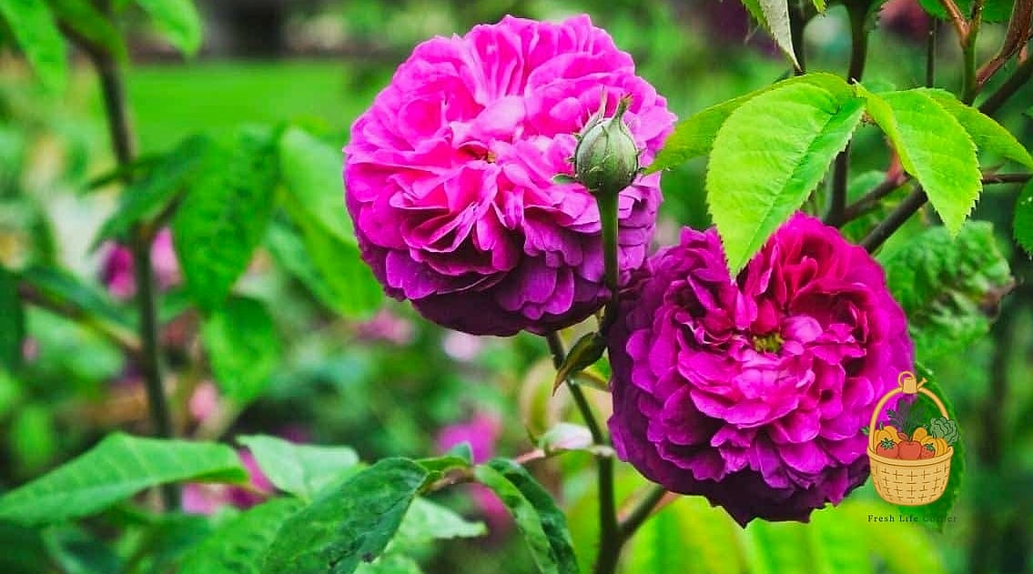 20 Fragrant Roses That Will Transform Your Garden 14 Reine des Violettes