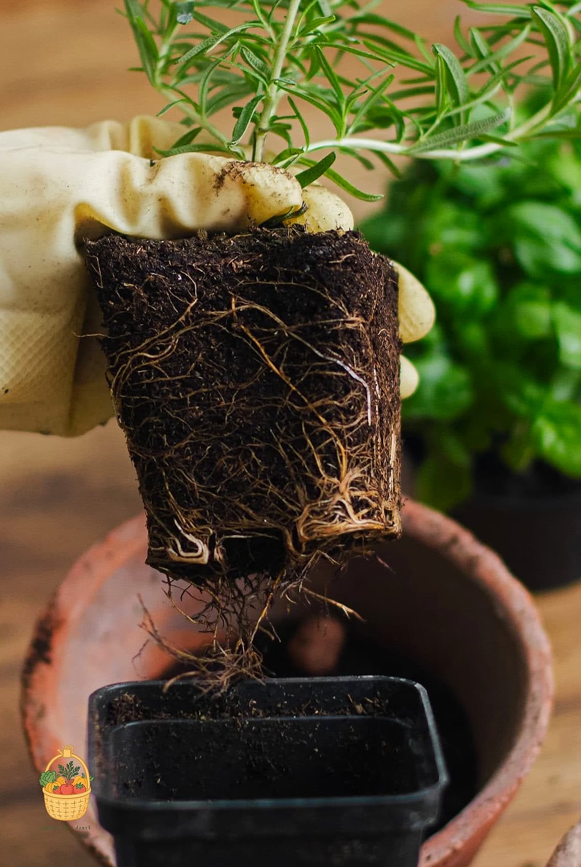 Repotting and Root Space