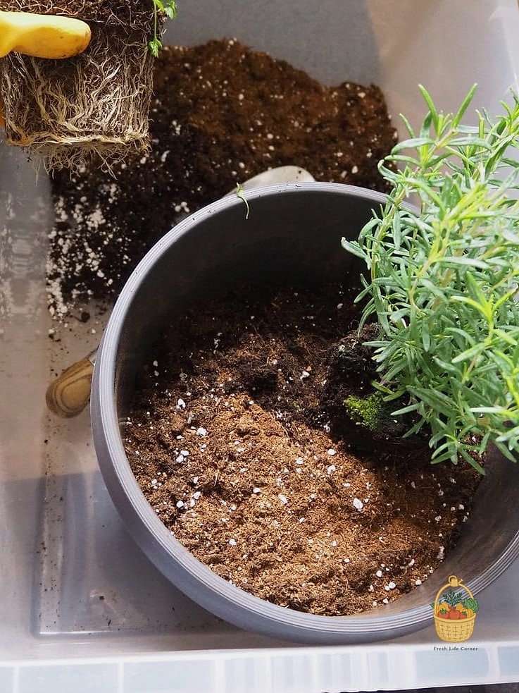 Herbs Grow In Containers — The Complete Beginner's Guide 11 Repotting and Seasonal Care