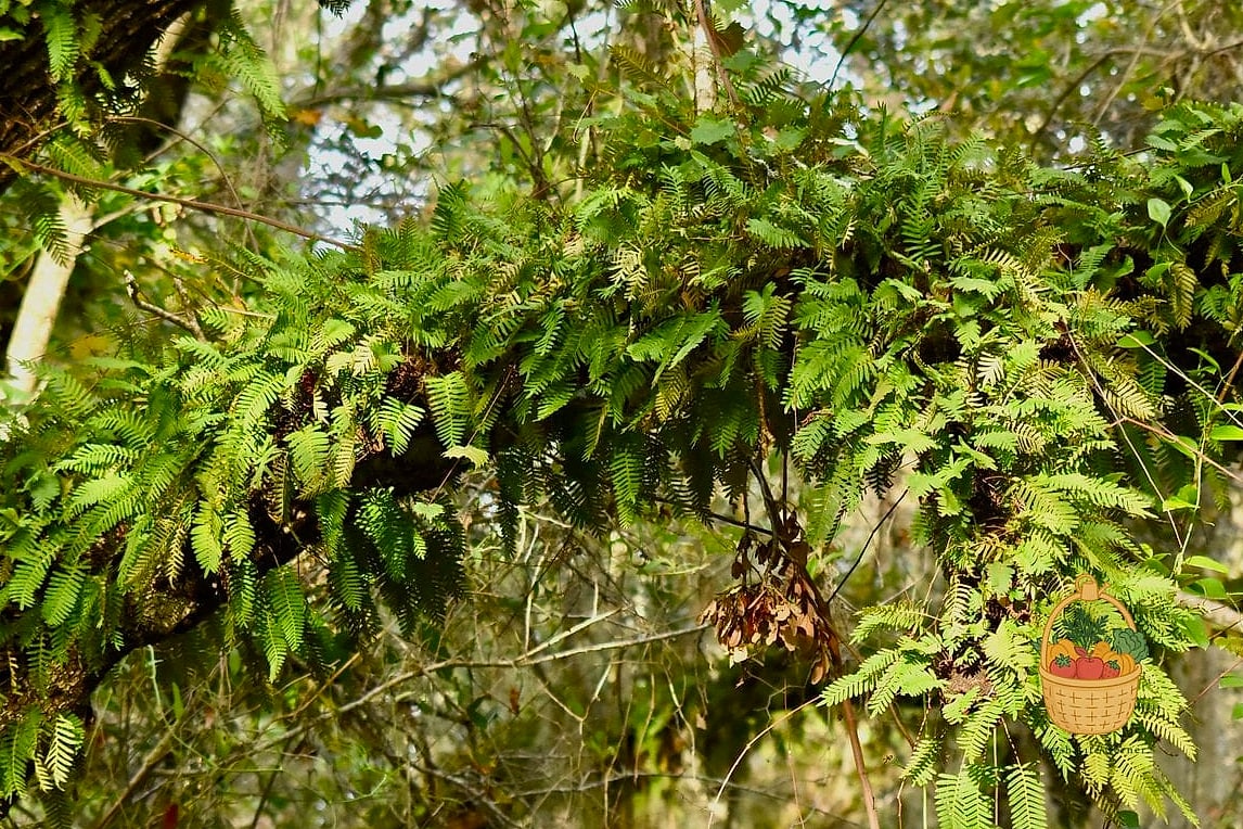 24 Types Of Ferns That Will Transform Your Garden 25 Resurrection Fern