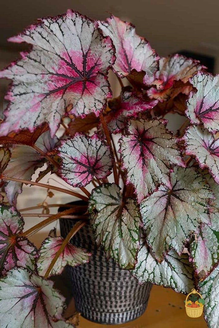 22 Indoor Vining Plants That Actually Work 16 Rex Begonia Vine