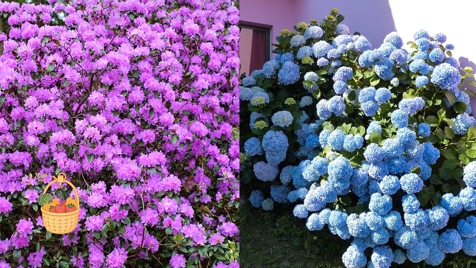 29 Plants Pair Hydrangeas That Actually Work 13 Rhododendrons