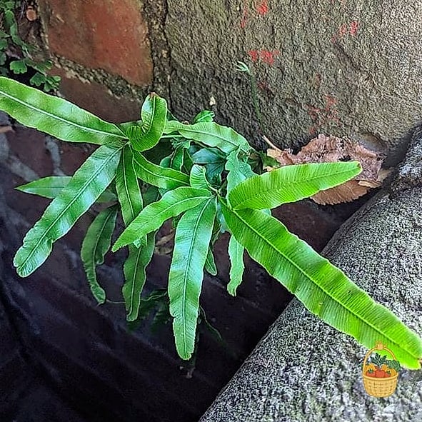 21 Not Kill Your Indoor Ferns Worth Pinning Right Now 21 Ribbon Fern