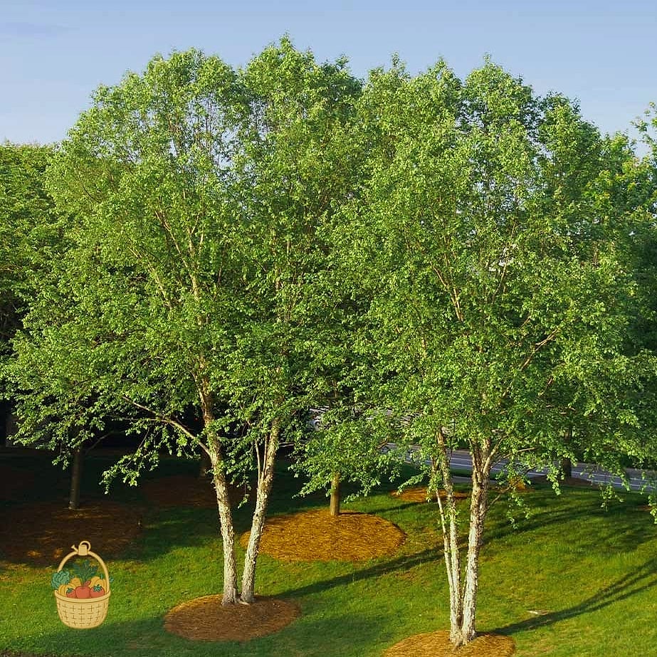 River Birch