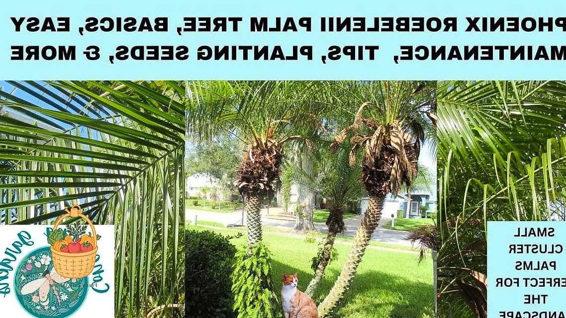 30 Low Maintenance Palm Trees That Are Going Viral on Pinterest 24 Robellini Palm