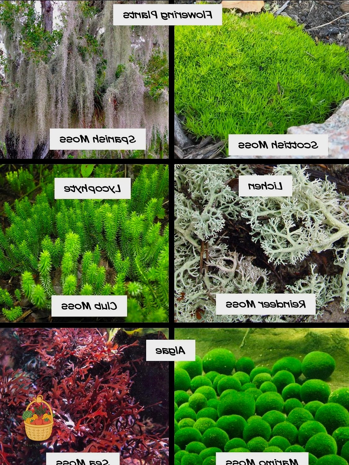 Rock Cap Moss