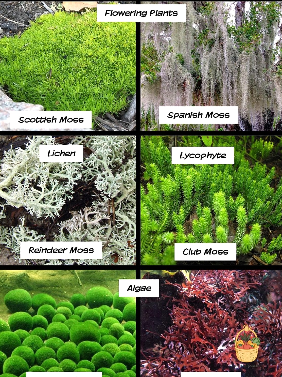 Rock Moss