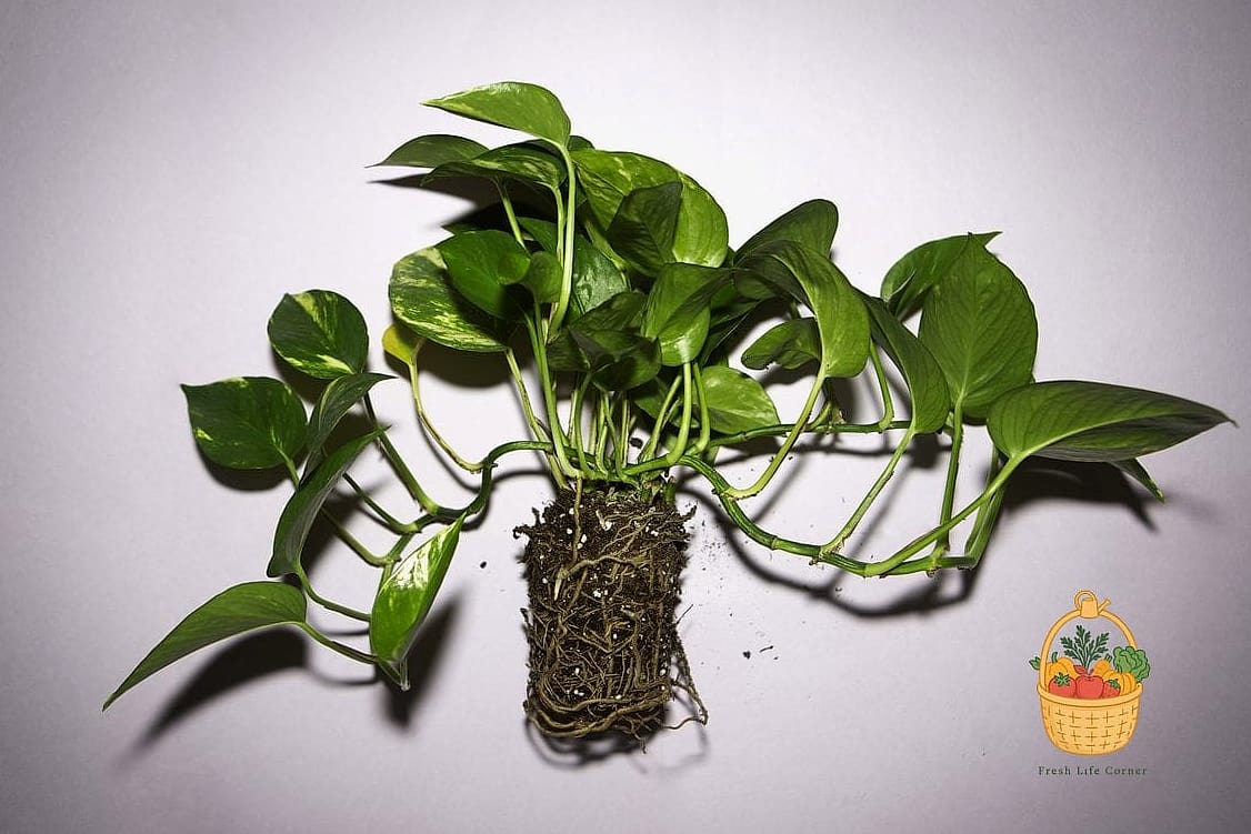 23 Leggy Pothos Causes What To Do That Will Transform Your Garden 8 Rootbound Conditions