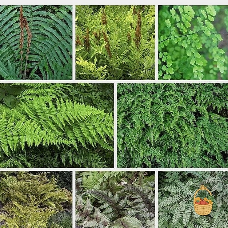 24 Types Of Ferns That Will Transform Your Garden 10 Royal Fern