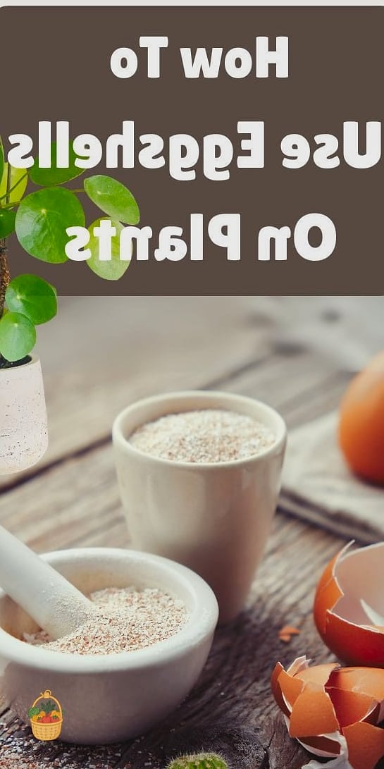 24 Eggshells Houseplants Every Gardener Needs to Know About 6 Rubber Plant