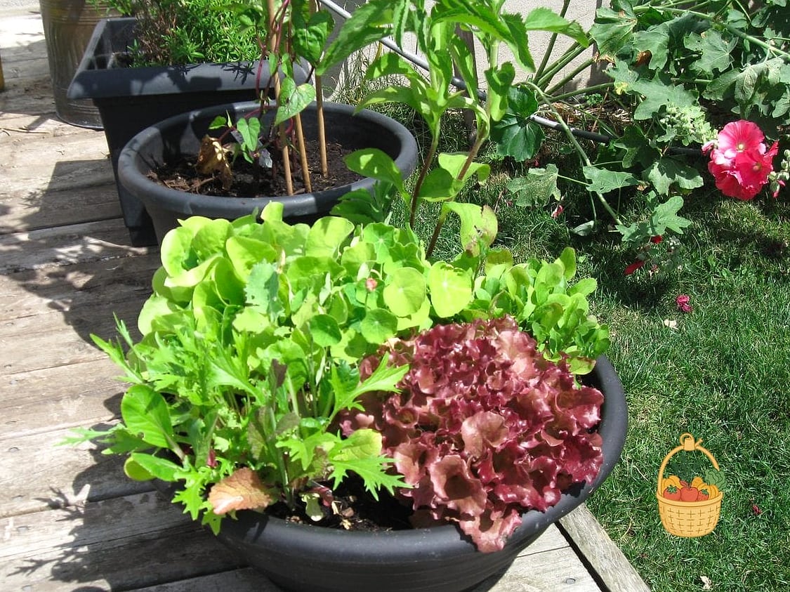 Salad Bowl Lettuce