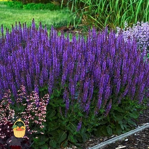 20 Full Sun Perennials That Will Transform Your Garden 12 Salvia (Salvia nemorosa)