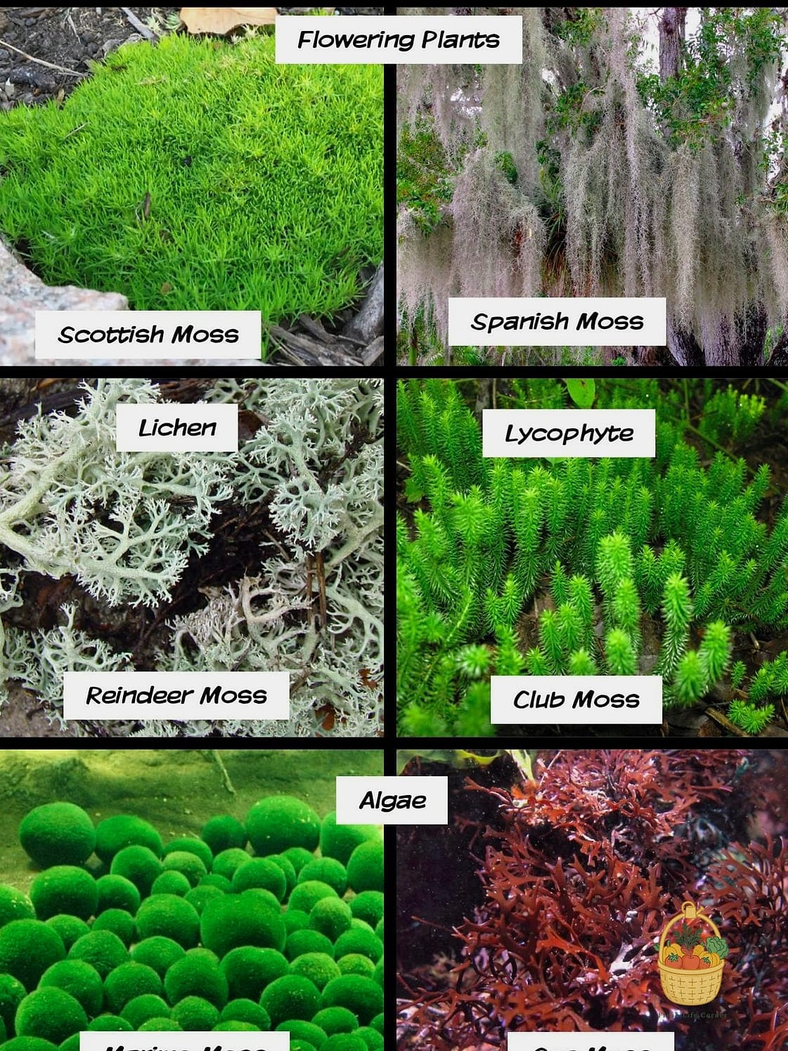 Sand Moss
