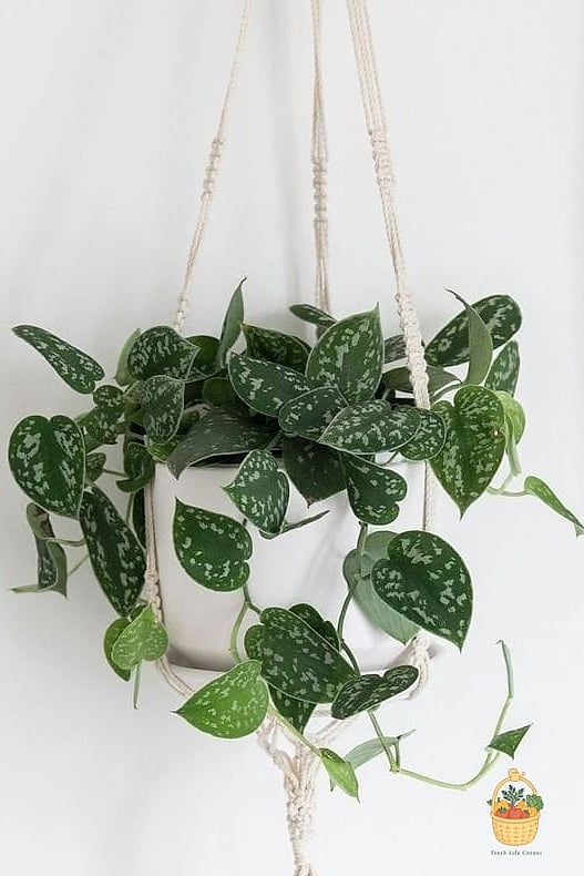 22 Indoor Vining Plants That Actually Work 11 Satin Pothos
