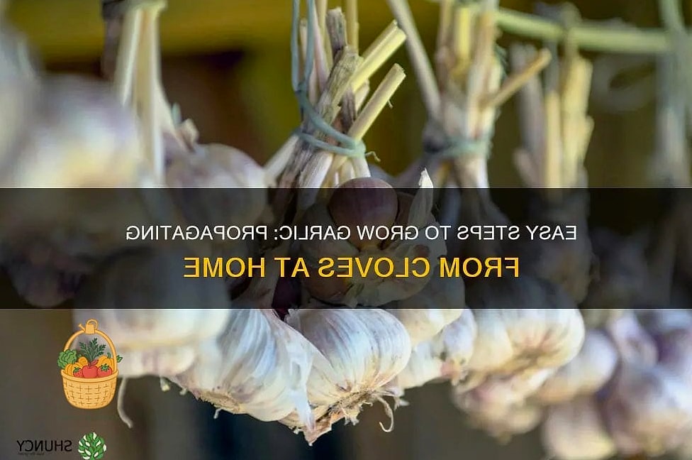 Propagate Garlic — Tips and Tricks That Actually Work 12 Saving Cloves for Next Season's Propagation