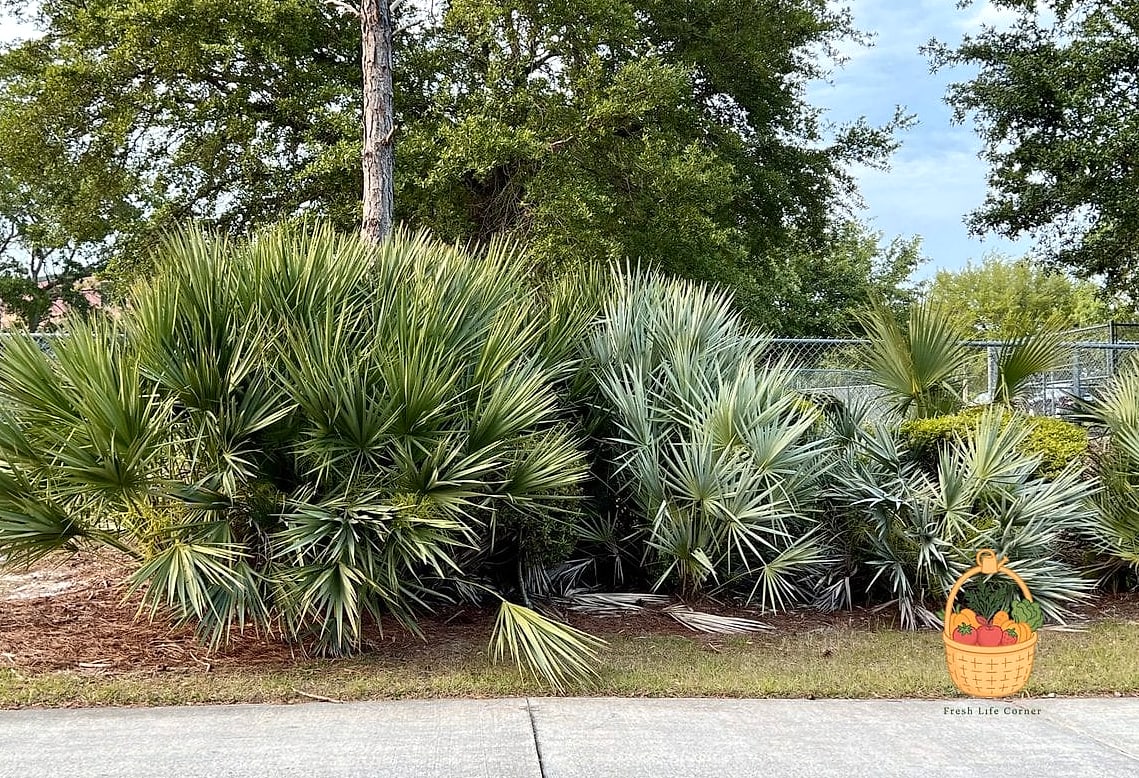 30 Low Maintenance Palm Trees That Are Going Viral on Pinterest 28 Saw Palmetto