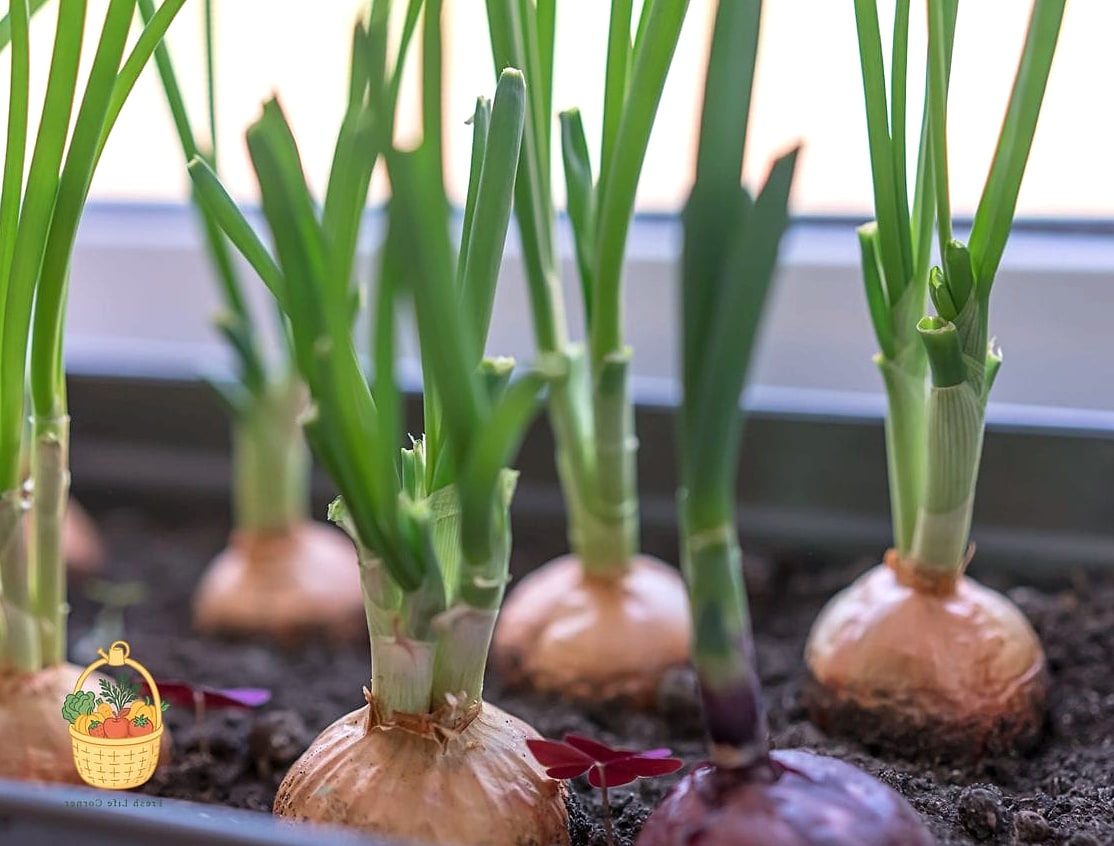 How To Grow Onions In Containers — Everything You Need to Know 13 Seasonal Care Notes