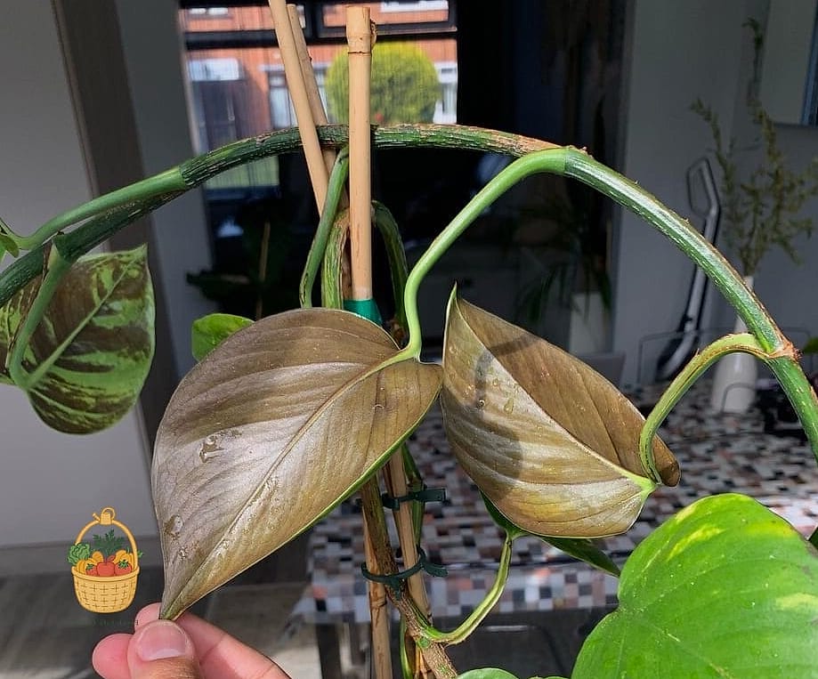 23 Leggy Pothos Causes What To Do That Will Transform Your Garden 17 Seasonal Slowdown