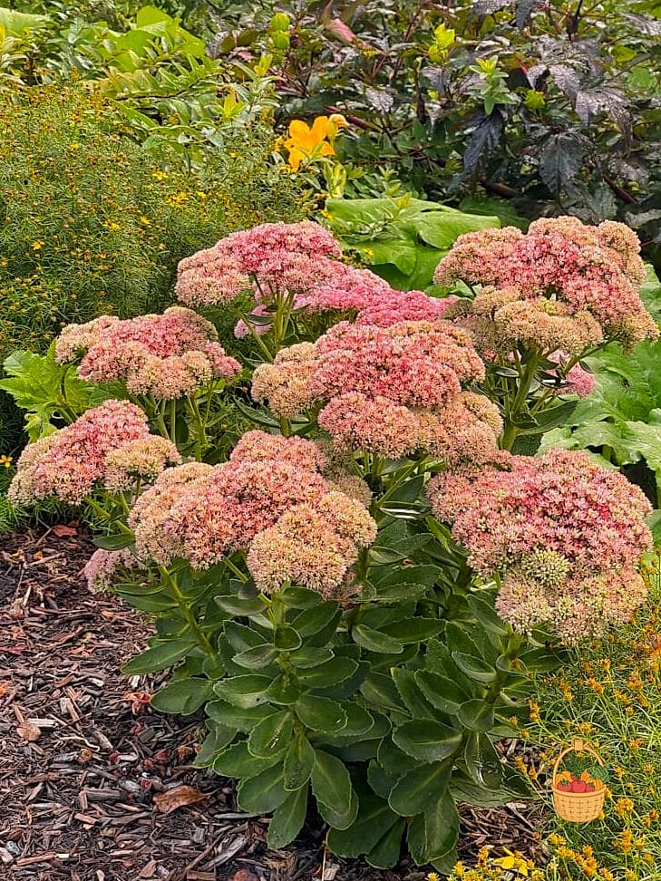 Sedum (Autumn Joy)