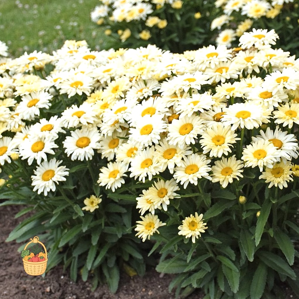 20 Full Sun Perennials That Will Transform Your Garden 13 Shasta Daisy (Leucanthemum x superbum)