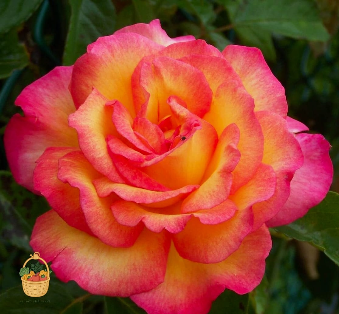 20 Fragrant Roses That Will Transform Your Garden 9 Sheila's Perfume