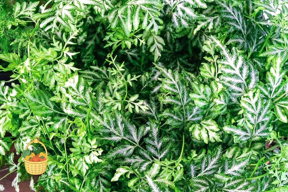 24 Types Of Ferns That Will Transform Your Garden 19 Silver Lace Fern