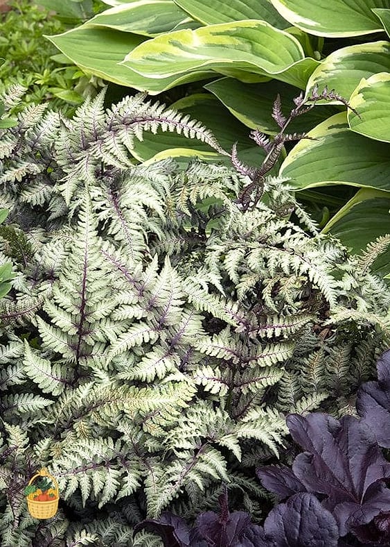 21 Not Kill Your Indoor Ferns Worth Pinning Right Now 13 Silver Lace Fern