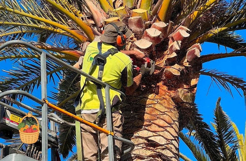 30 Low Maintenance Palm Trees That Are Going Viral on Pinterest 30 Silver Saw Palmetto