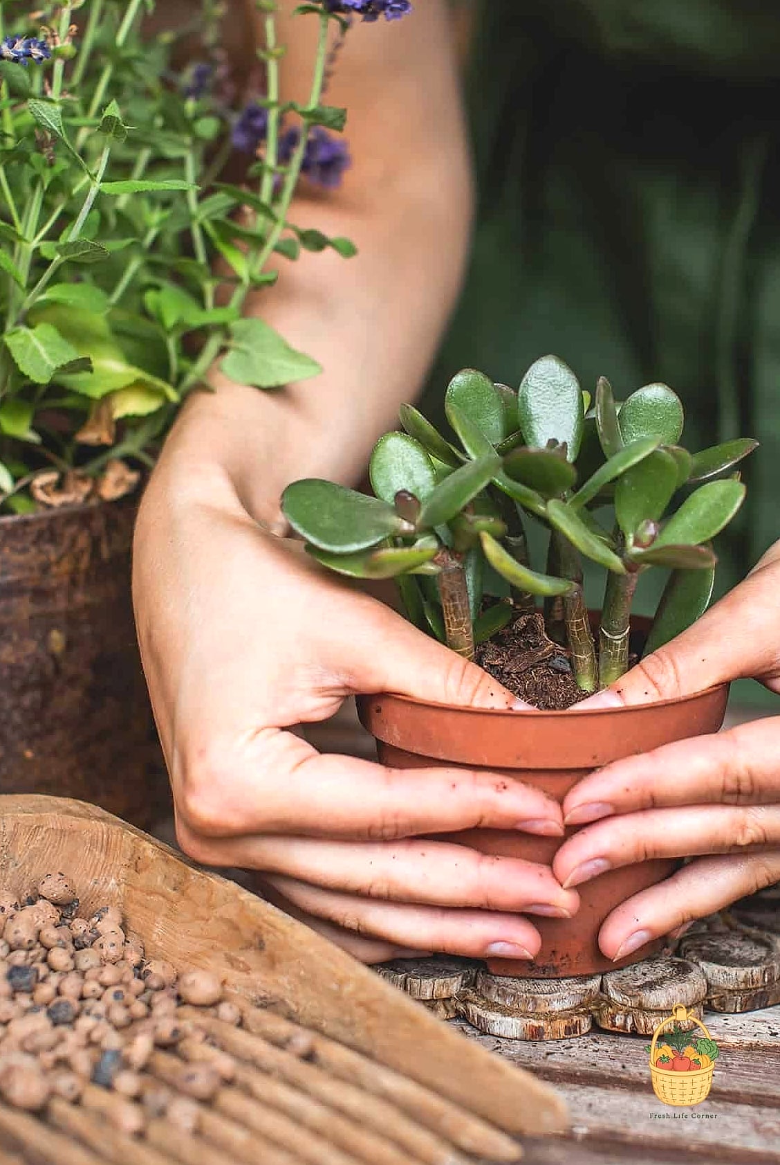 24 Feeding Jade Plant Wrong That Actually Work 23 Skipping Fertilizer and Relying on Compost Top-Dressing